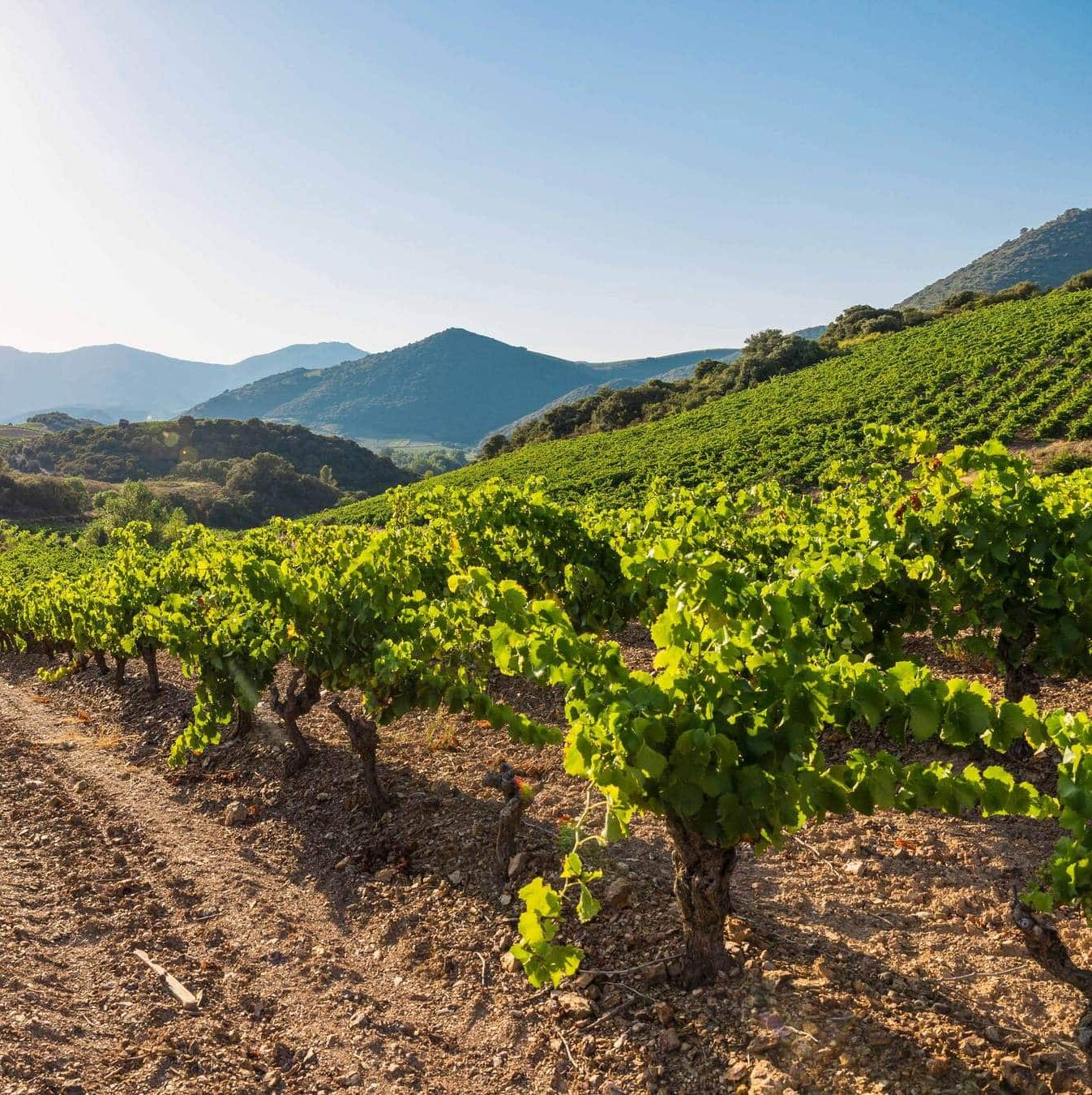 Vue lors d'une fin de journée estivale sur les coteaux de vigne
