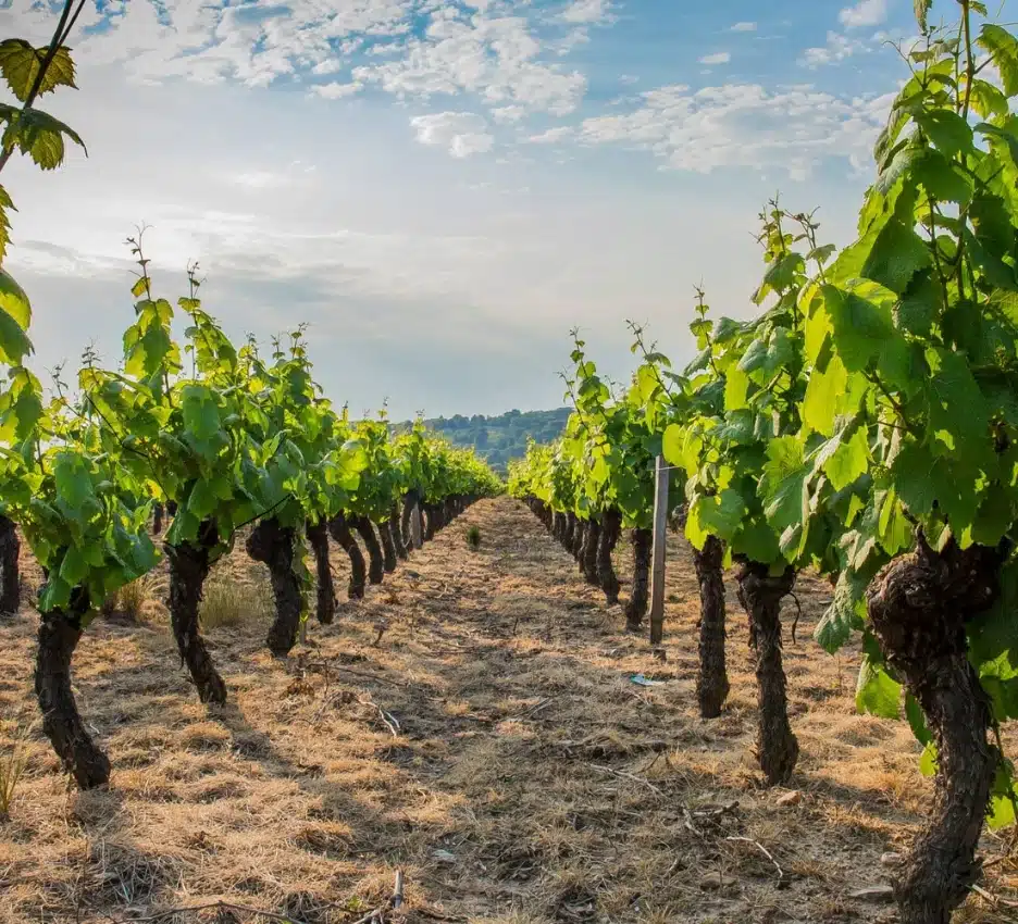 découverte des vignes de l'hérault