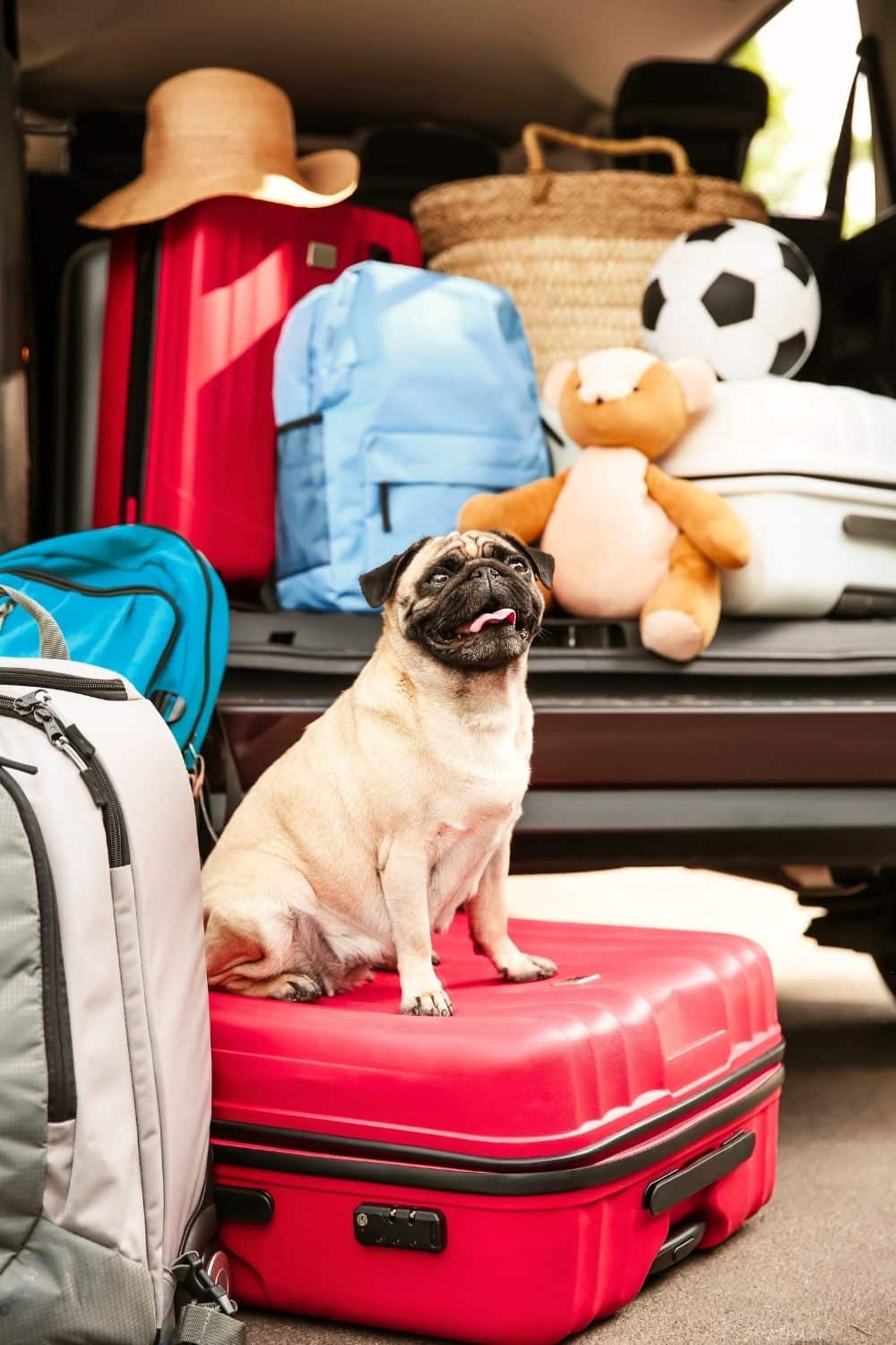 camping pet friendly